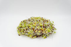 Broccoli Organic - Seedsplant