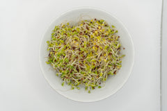 Broccoli Organic - Seedsplant