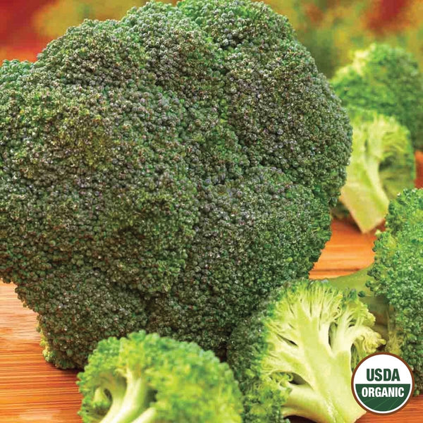 Broccoli, De Cicco Organic Seeds, 1.3g