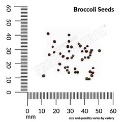 Broccoli, Green Sprouting Calabrese Organic Seeds, 1.3g
