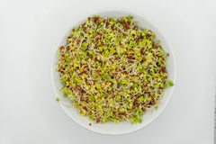 Brown Mustard Organic - Seedsplant
