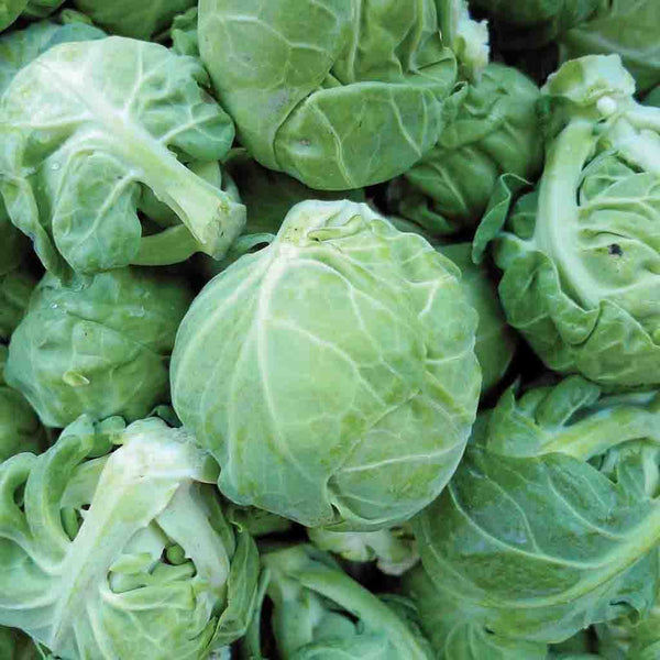 Brussel Sprouts, Catskill Seeds, 1.6g