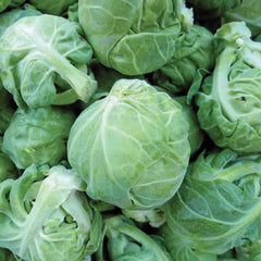 Brussel Sprouts, Catskill Seeds, 1.6g
