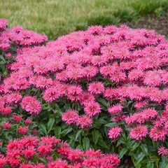 Bee Balm Collection