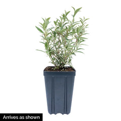 White Profusion Butterfly Bush