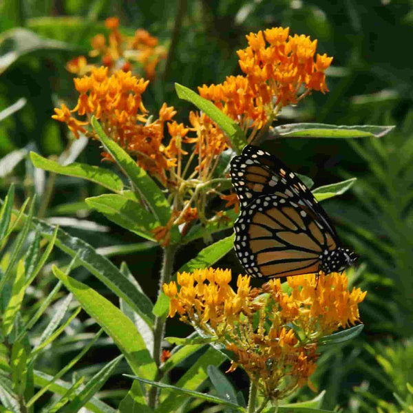 Asclepias Tuberosa, Butterfly Weed Seed, 300mg