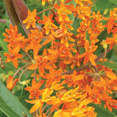 Asclepias Tuberosa, Butterfly Weed Seed, 300mg