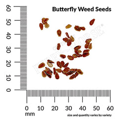 Asclepias Tuberosa, Butterfly Weed Seed, 300mg