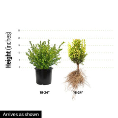 Green Mountain Boxwood Hedge