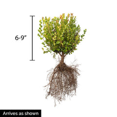 Green Velvet Boxwood Bundle