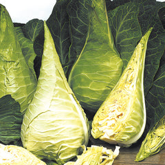 Filderkraut Cabbage