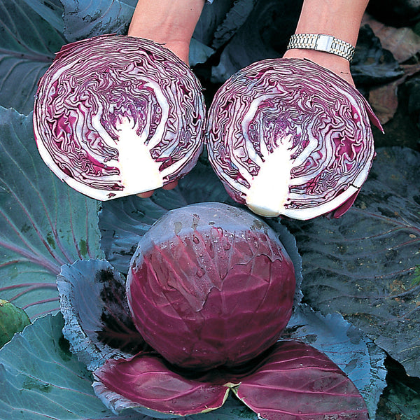 Primero Cabbage