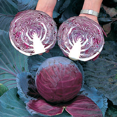 Primero Cabbage