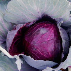 Red Globe Cabbage