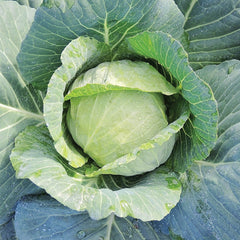 Charmant Cabbage