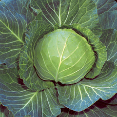 Quick Start Cabbage