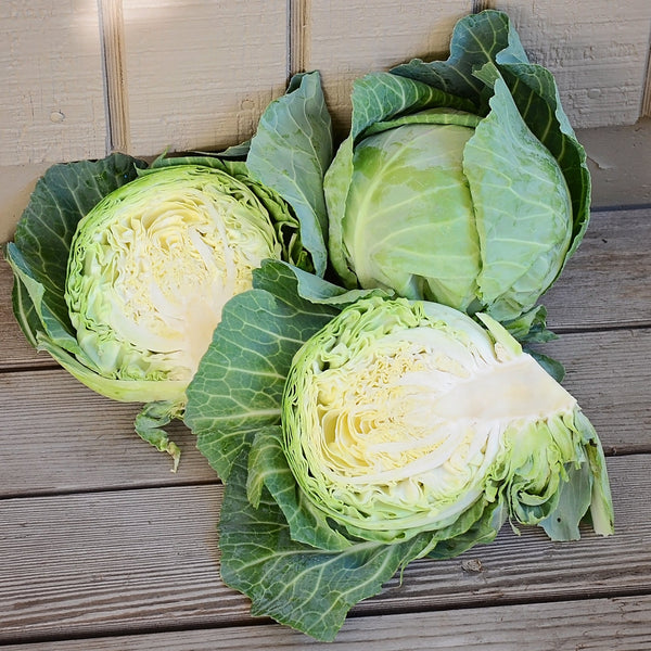 Quick Start Cabbage