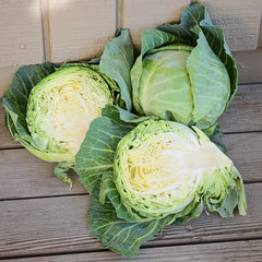 Quick Start Cabbage