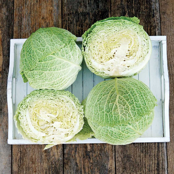 Tundra Cabbage