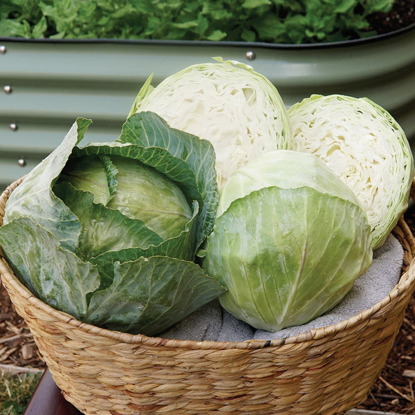 Greenboy Cabbage