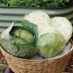 Greenboy Cabbage