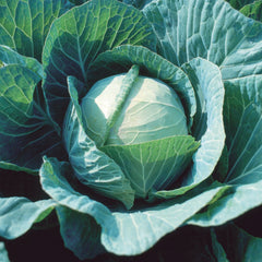 Farao Cabbage