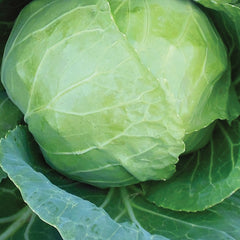 Katarina Cabbage