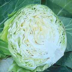 Katarina Cabbage