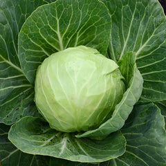 Katarina Cabbage