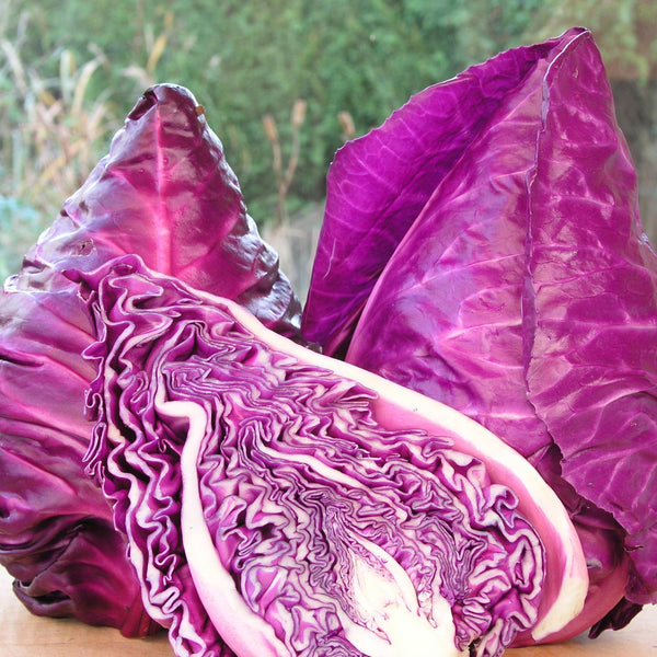 Kalibos Cabbage