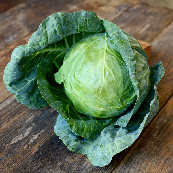 Tiara Cabbage
