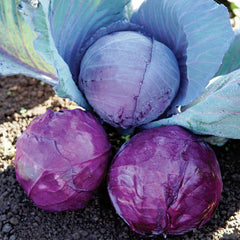 Omero Cabbage