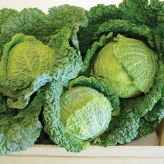 Alcosa Cabbage