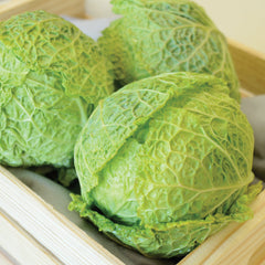 Alcosa Cabbage