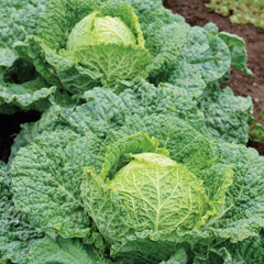 Alcosa Cabbage