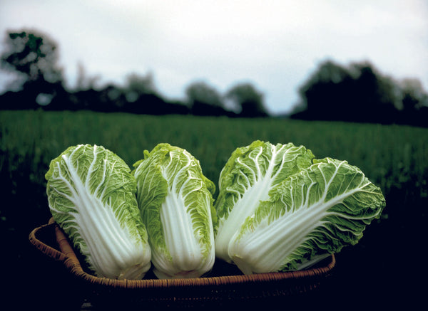 Bilko F1 Organic