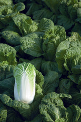 Bilko F1 Organic