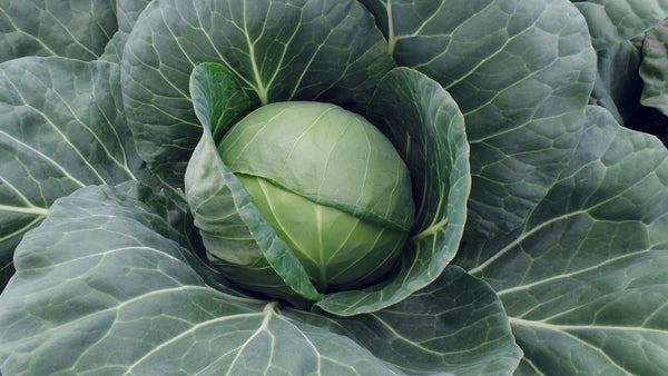 Farao F1 Organic