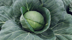 Farao F1 Organic