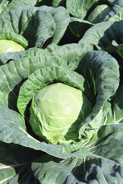 Tiara F1 Organic
