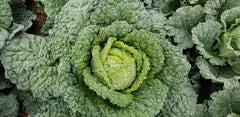 Famosa F1 Organic