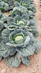 Famosa F1 Organic