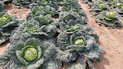 Famosa F1 Organic
