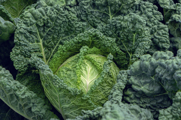 Famosa F1 Organic