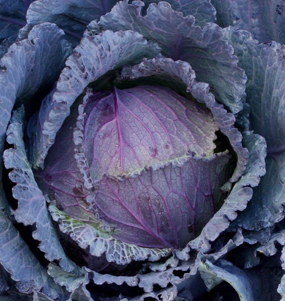 Deadon F1 Organic