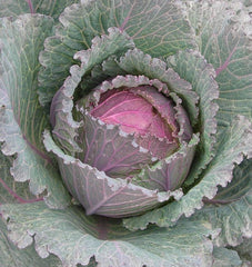 Deadon F1 Organic