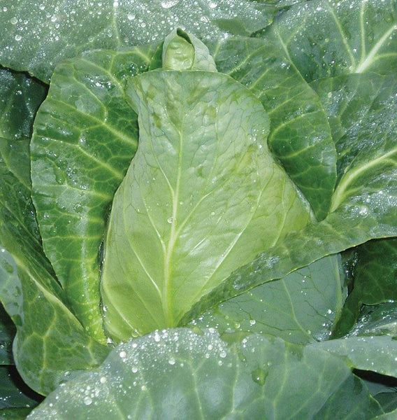 Caraflex F1 Organic