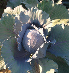 Integro F1 Organic