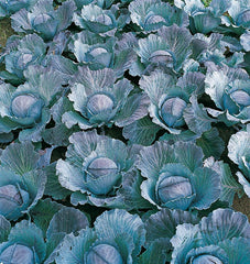 Integro F1 Organic