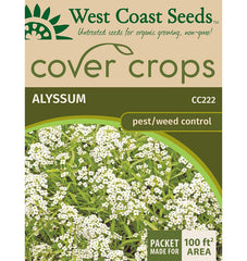 Sweet Alyssum